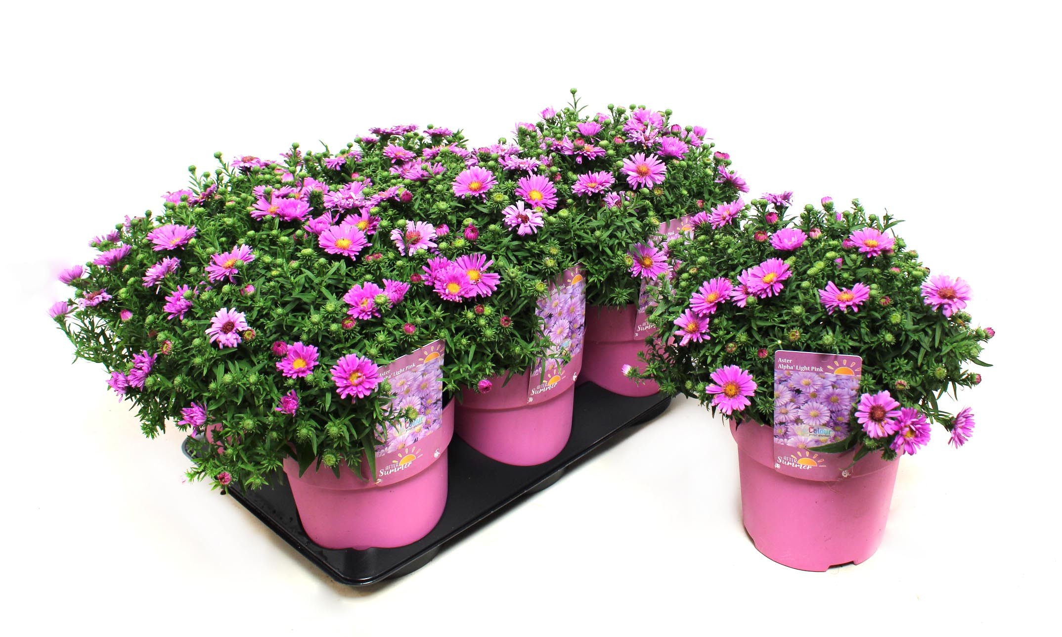 Picture of Aster Alpha Light Pink (After Summer) P15