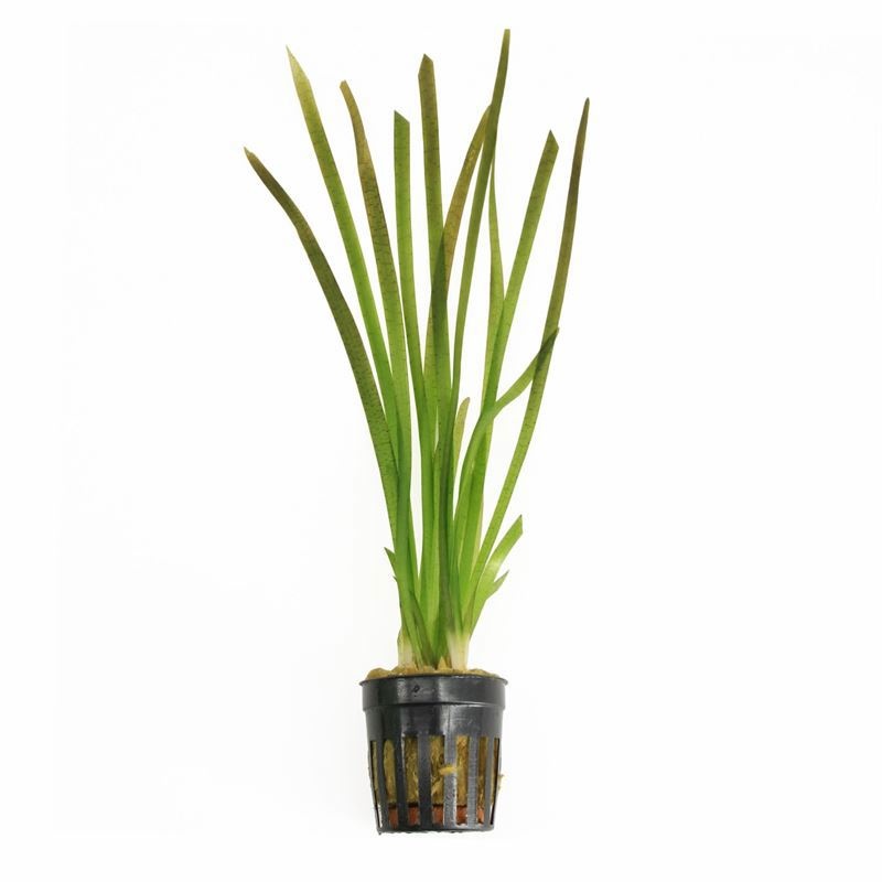 Vallisneria spiralis rood