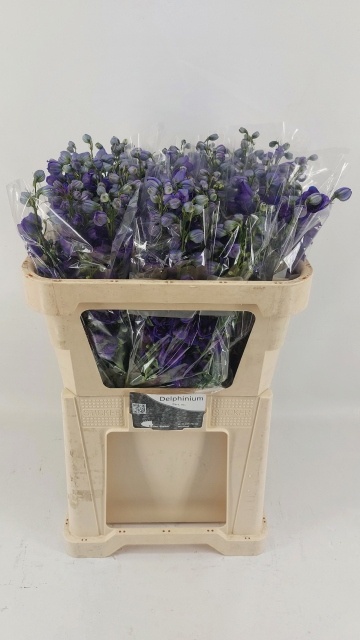 Delphinium El Delp Jewel 70cm