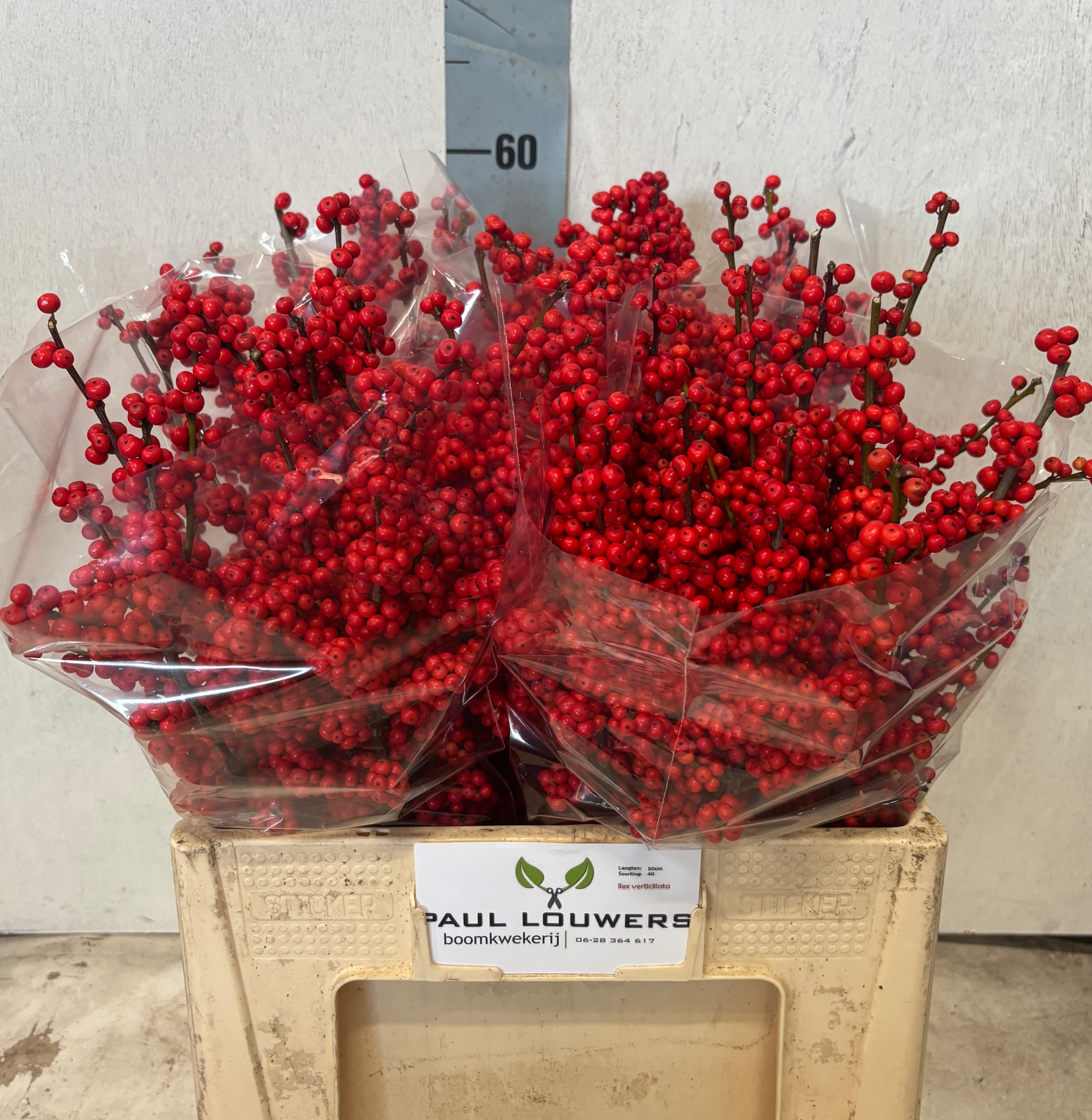 Ilex Verticlilata 60cm