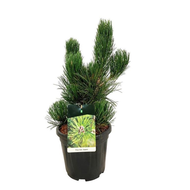 Pinus heldreichii 'Satellit'