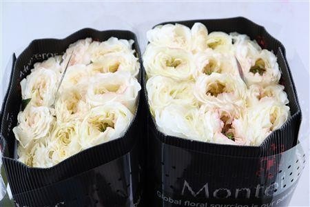 Rosa 50cm