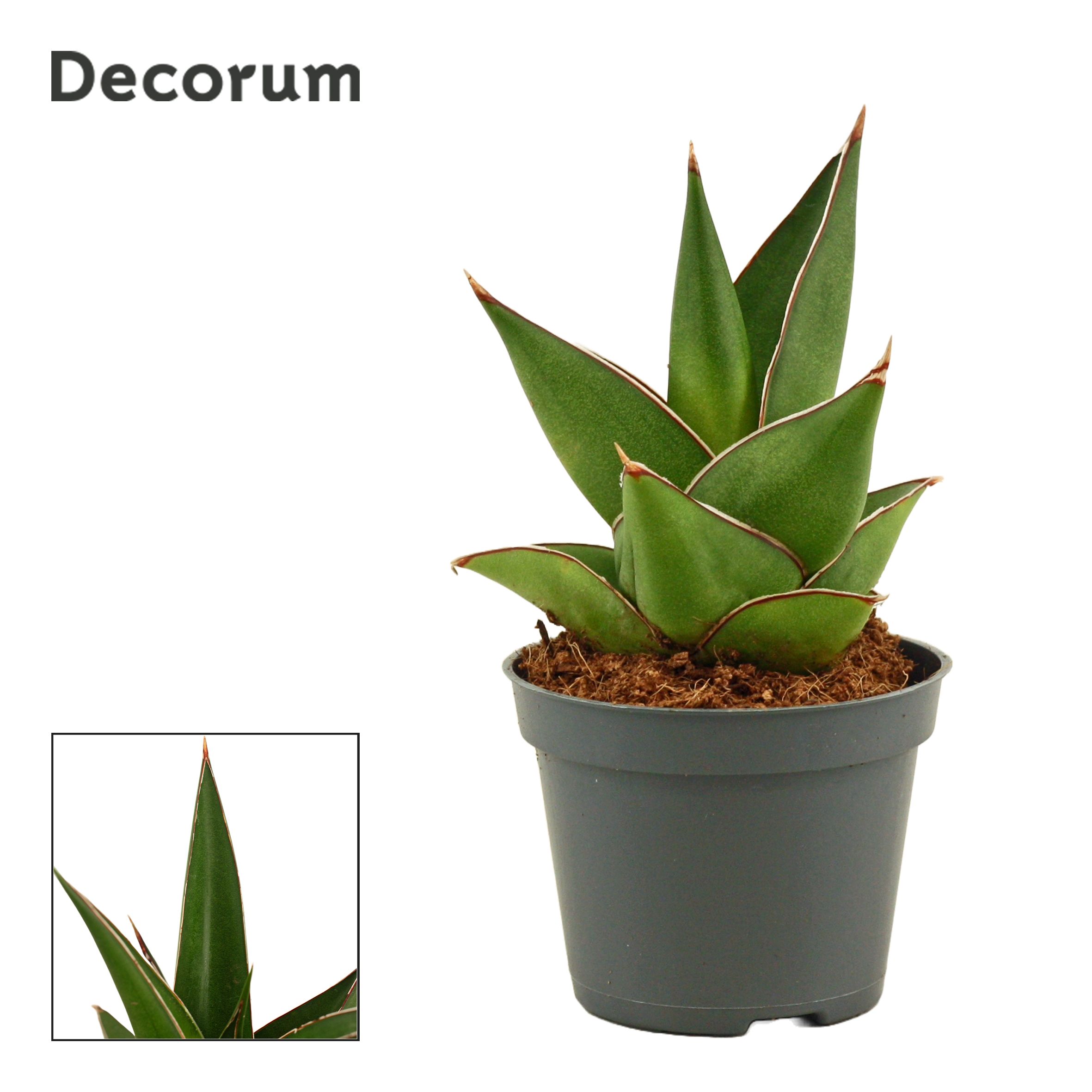 Sansevieria Abbey Crown (Decorum)