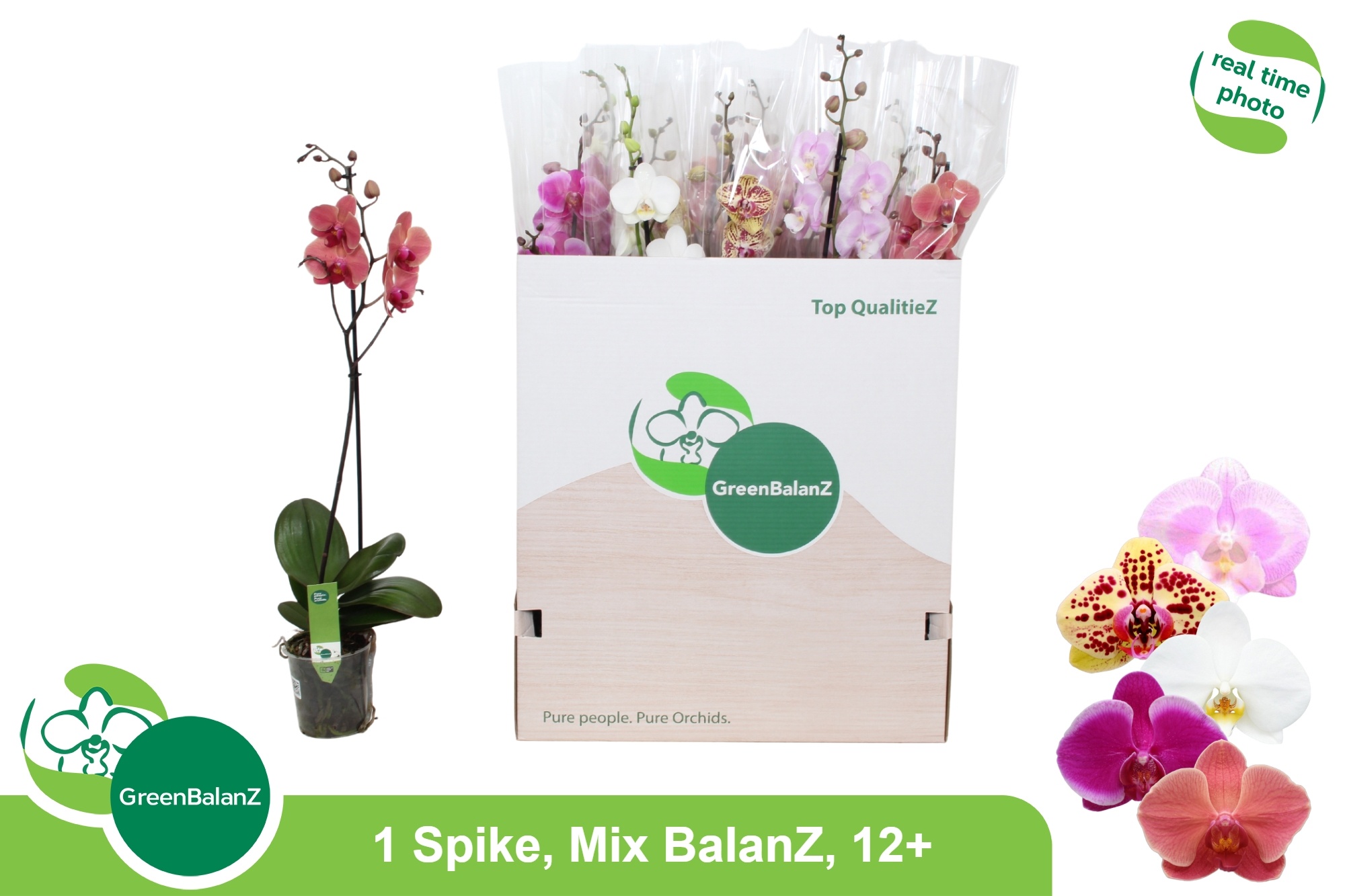 Phalaenopsis Asst 12Ø 75cm