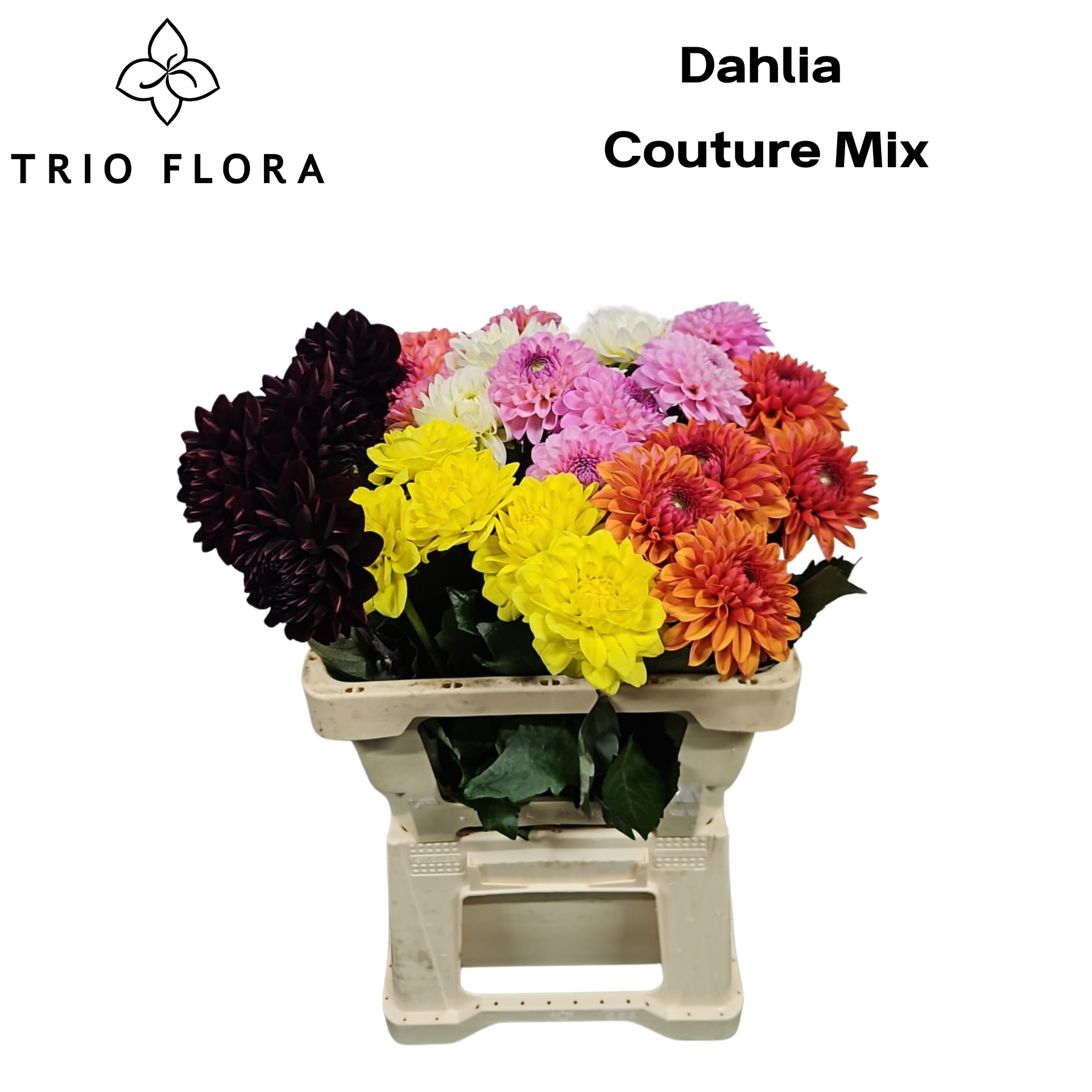 Dahl Couture Mix 996