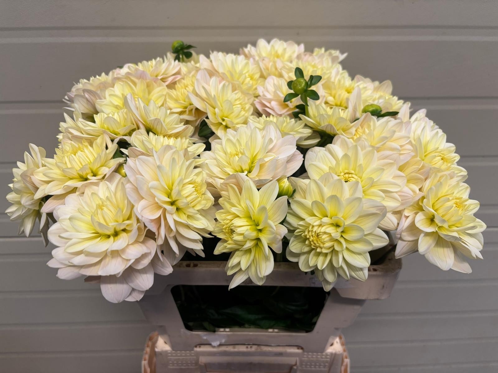 Dahlia Dianas Memory 50cm