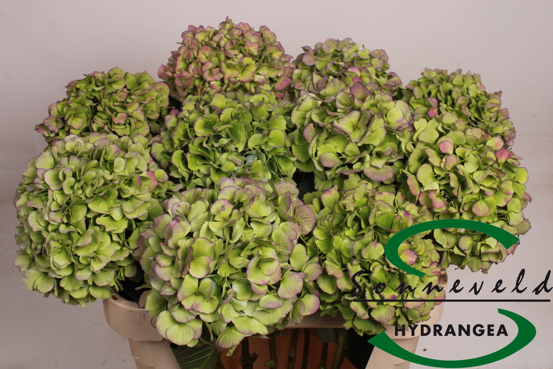 Hydrangea Verena Classic Blue 70cm 20Ø