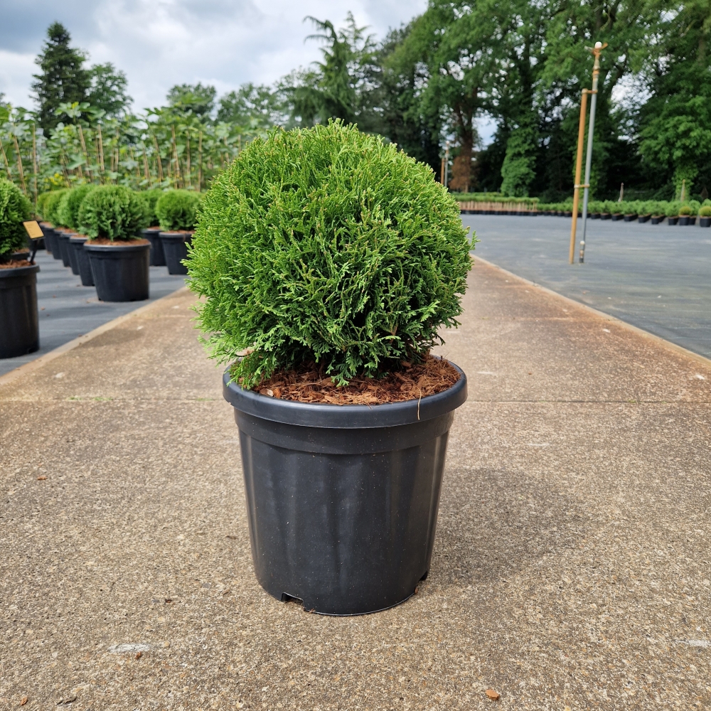 Picture of Thuja occ. Tiny Tim C18 BALL-35/40