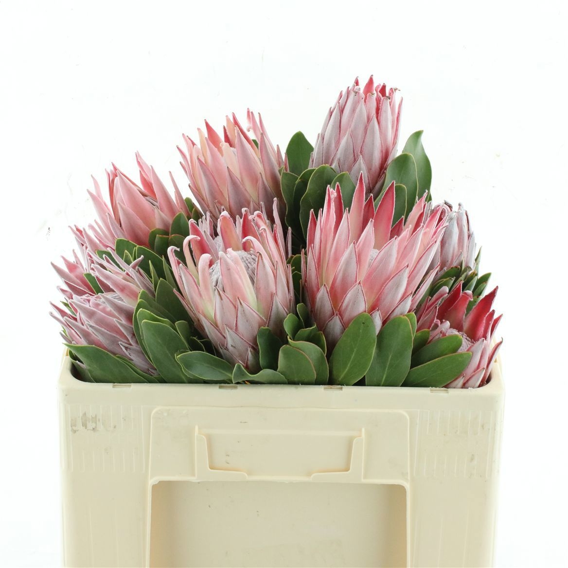 Protea Cynaroides 50cm