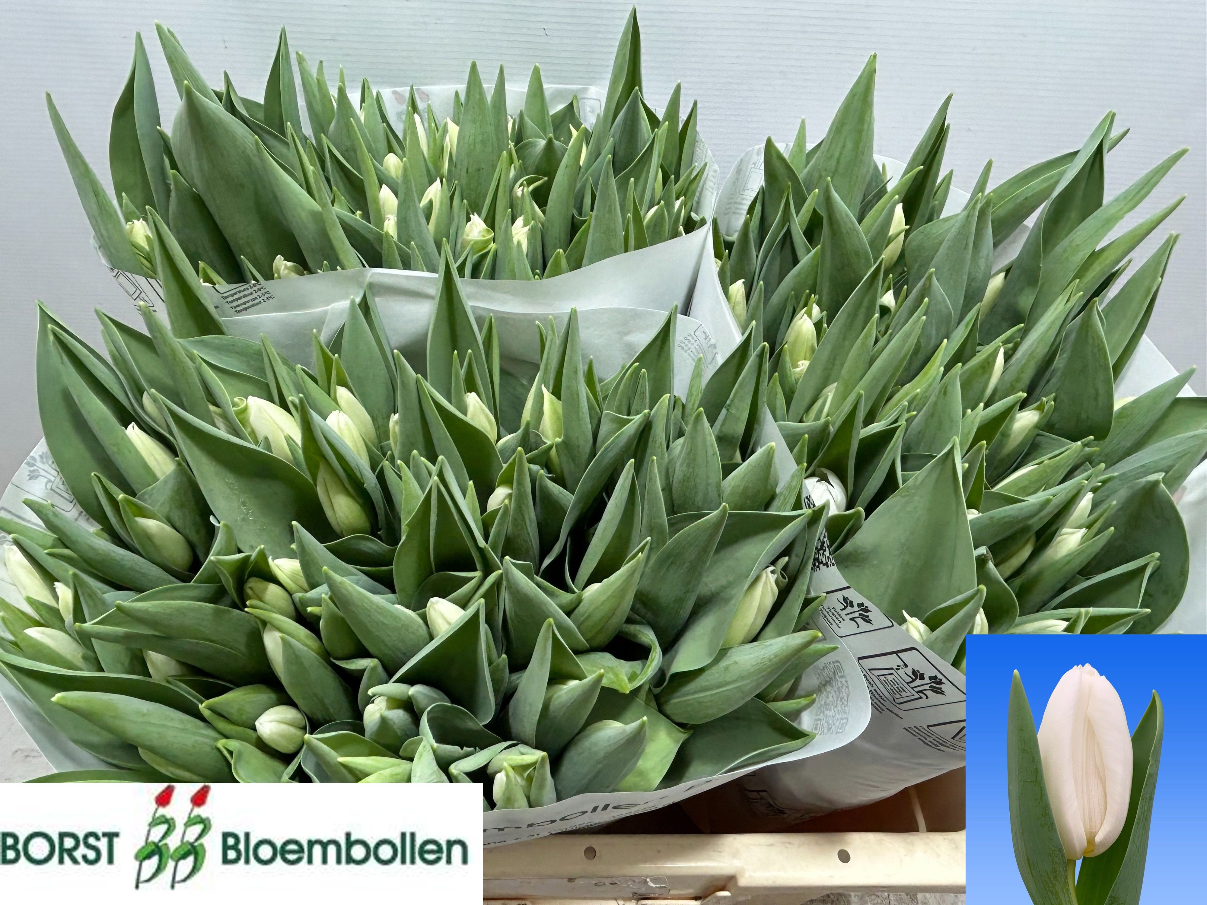 Tulipa Ov 38cm 36gram
