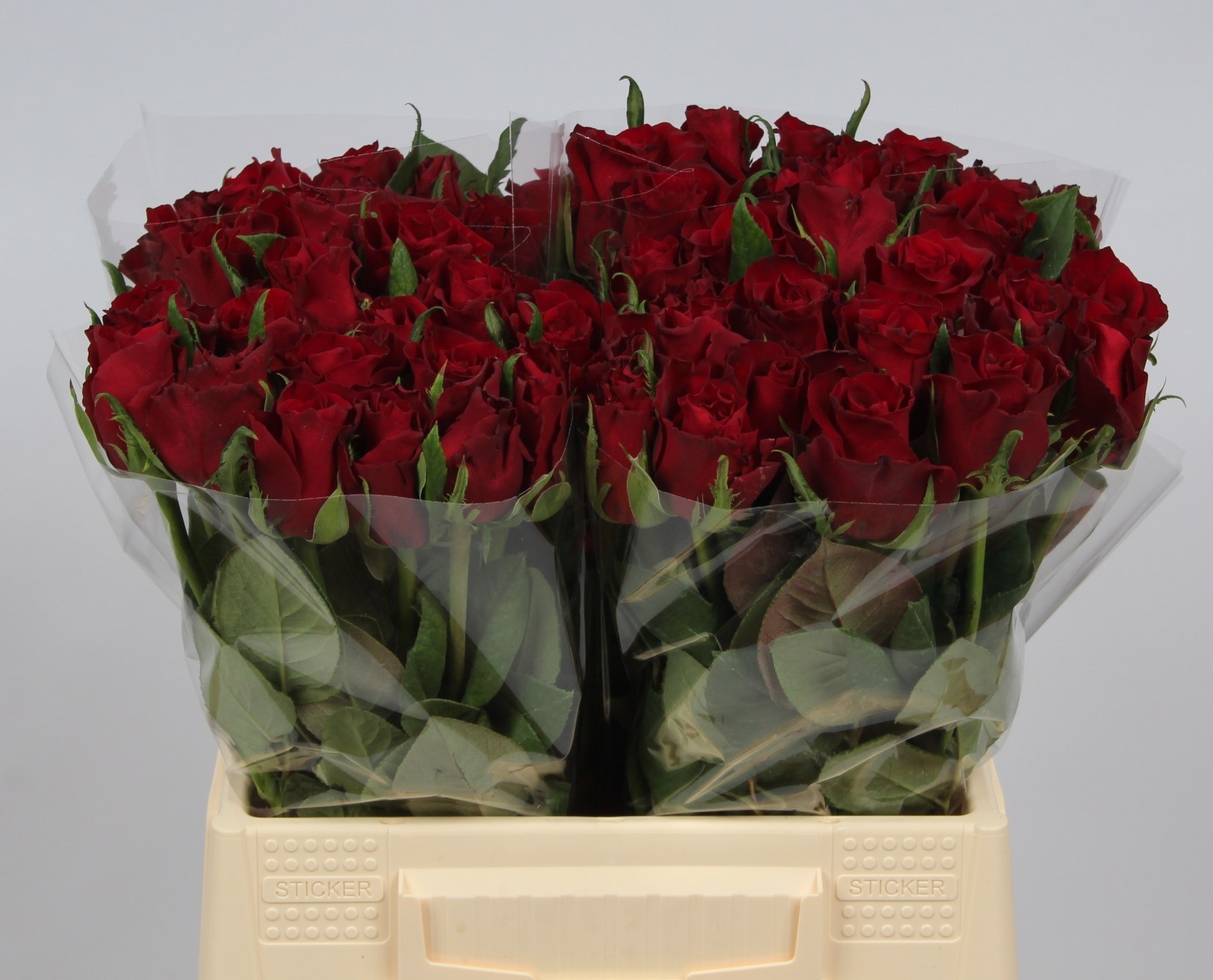 Rosa Ever Red 40cm