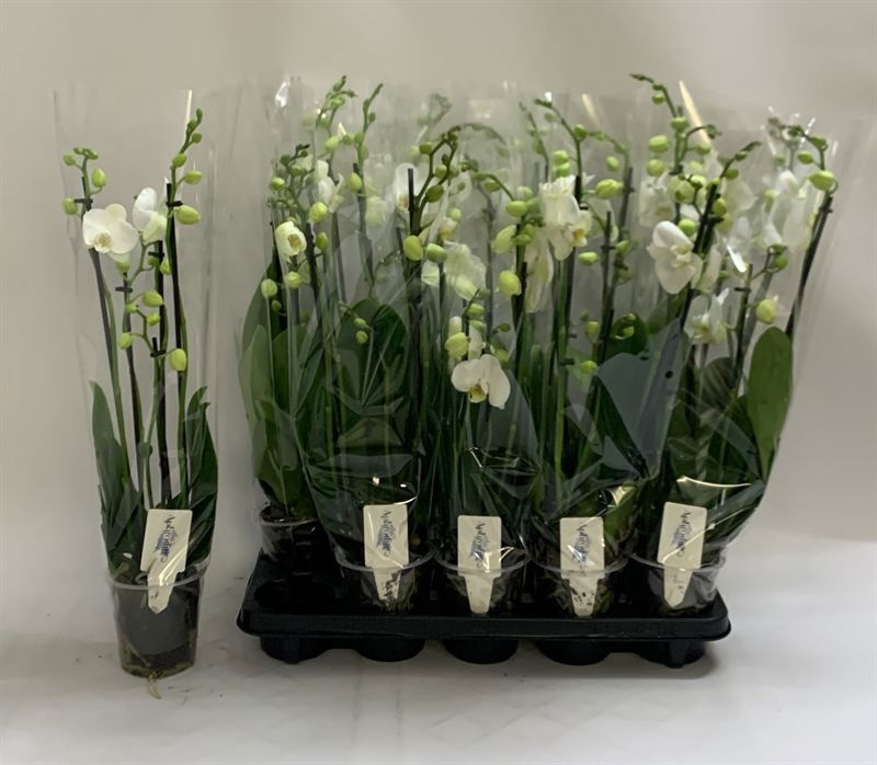 Phalaenopsis White 2 Stem 12Ø 60cm