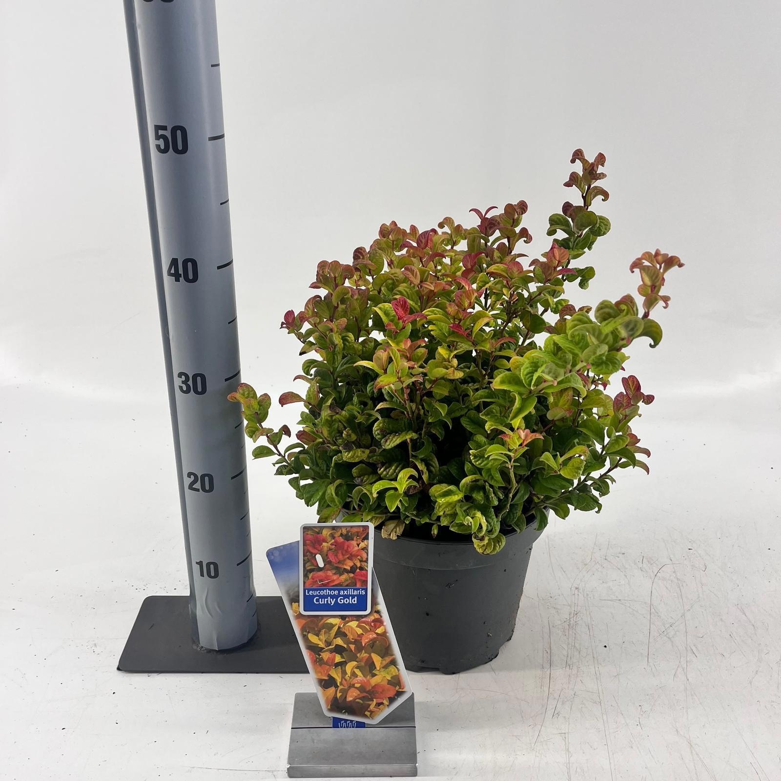 Leucothoe axillaris Curly Gold ('Opstal 55')