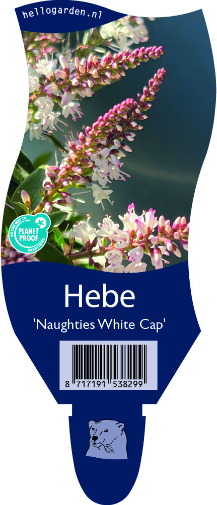 Hebe 'Naughties White Cap'