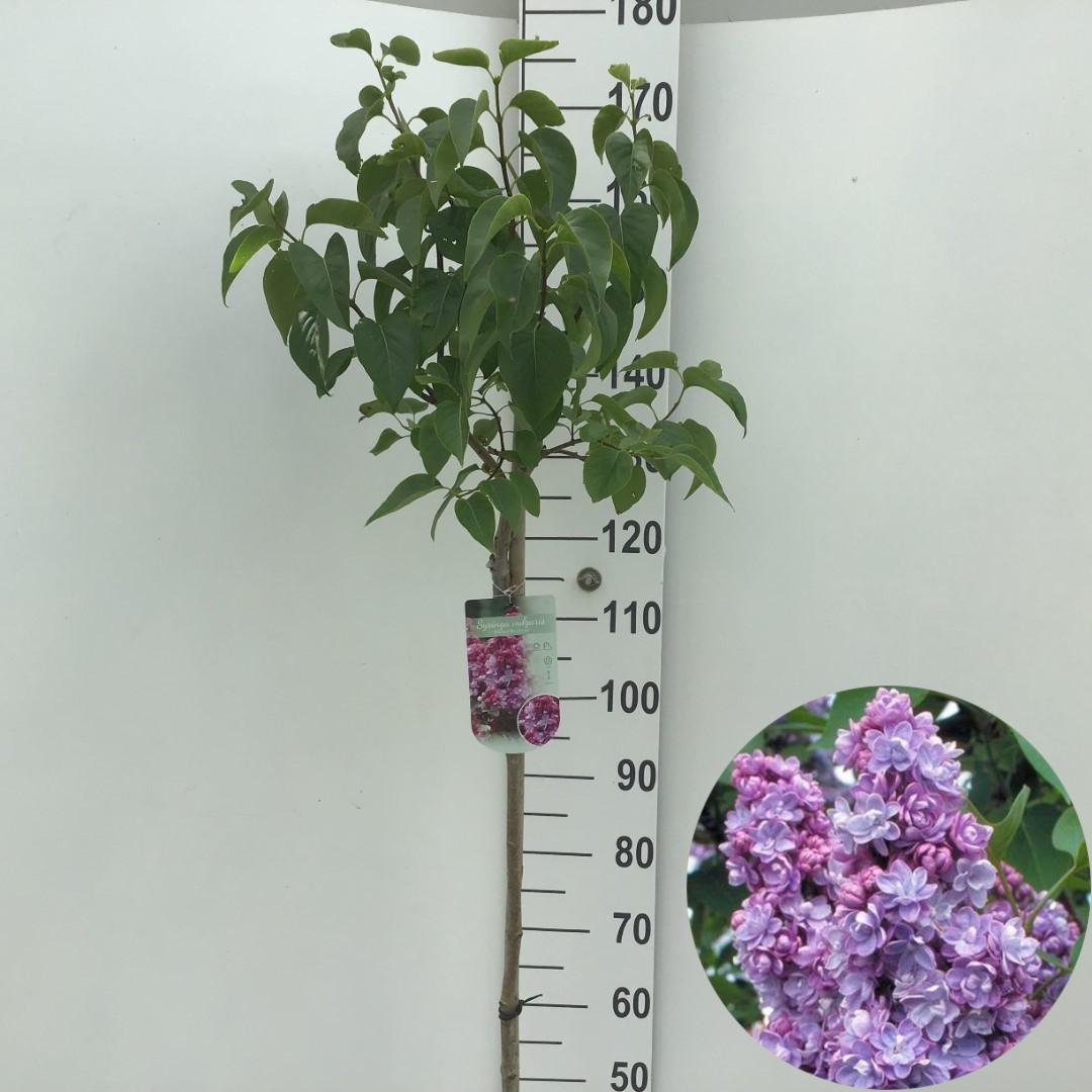 Picture of Syringa vulgaris Michel Buchner P29 (10 Ltr) 120/STD