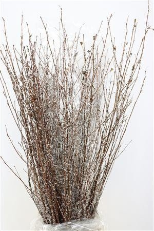 Betula (BIRCH) Painted 120cm