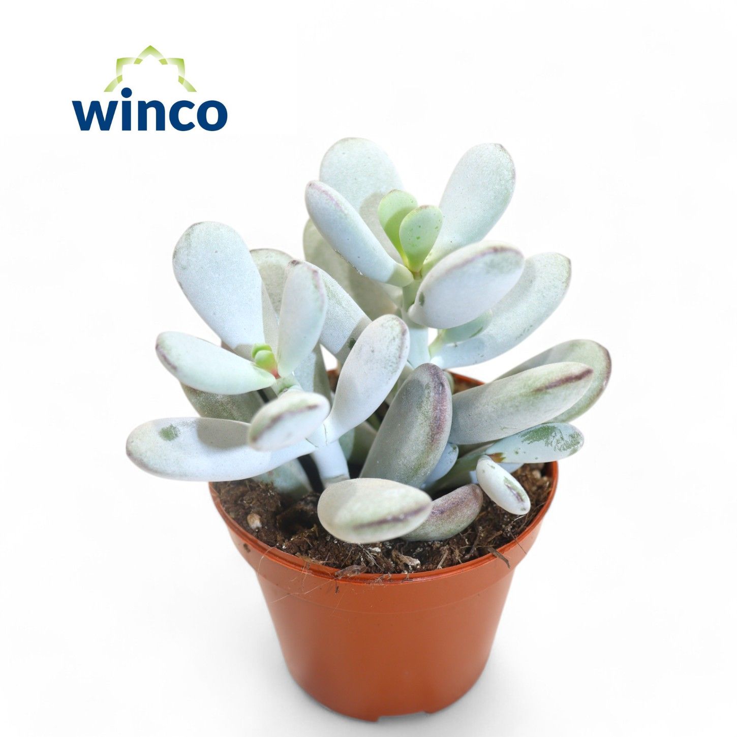 Picture of Cotyledon Orbiculata Higginsiae P8.5 16CM