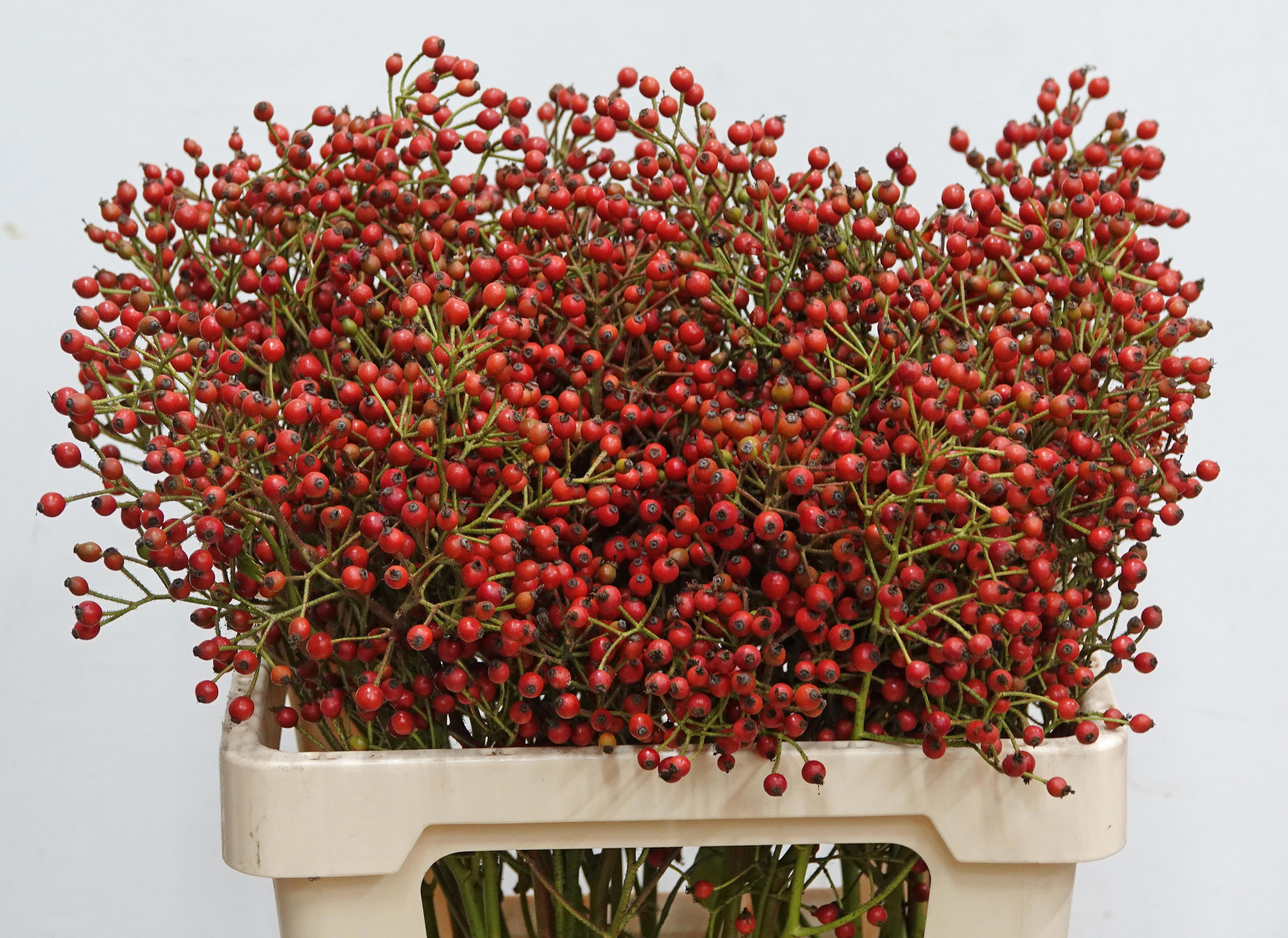 Rosa F Autumn Splash 60cm