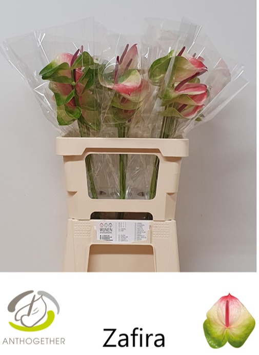 Anthurium Zafira 9Ø