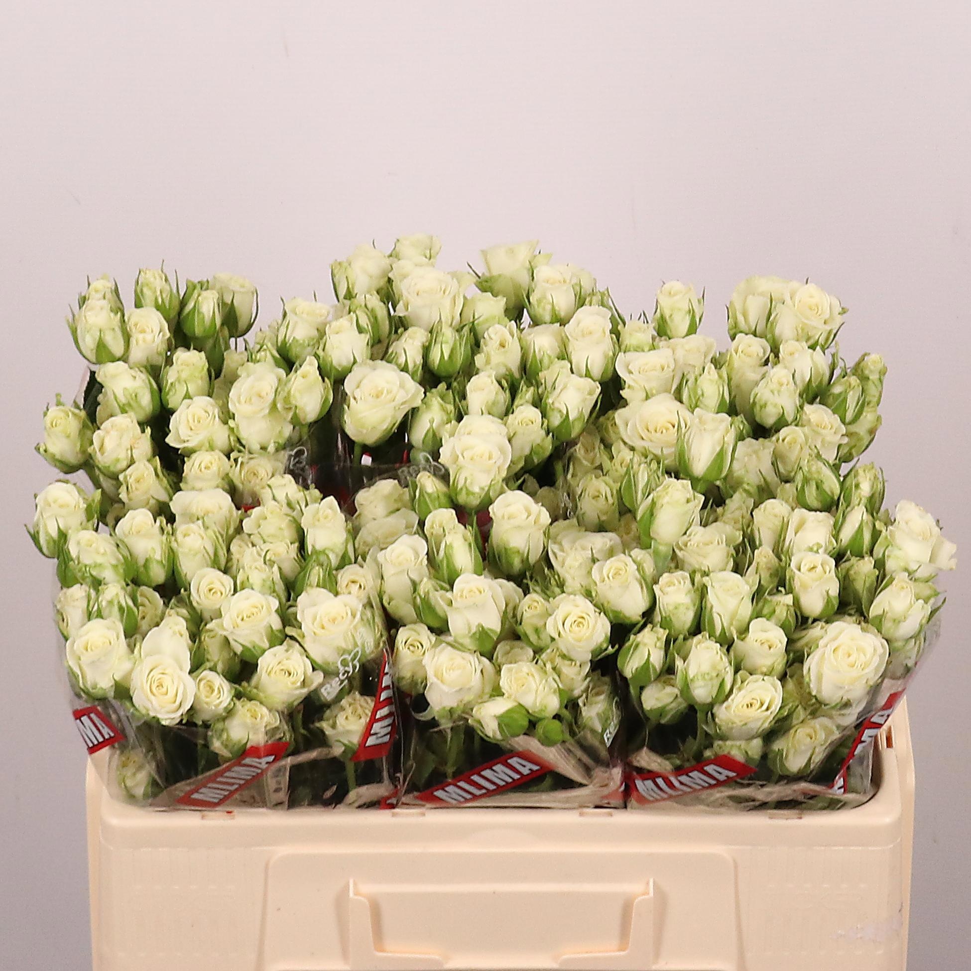 Rosa Spr Snowflake 50cm