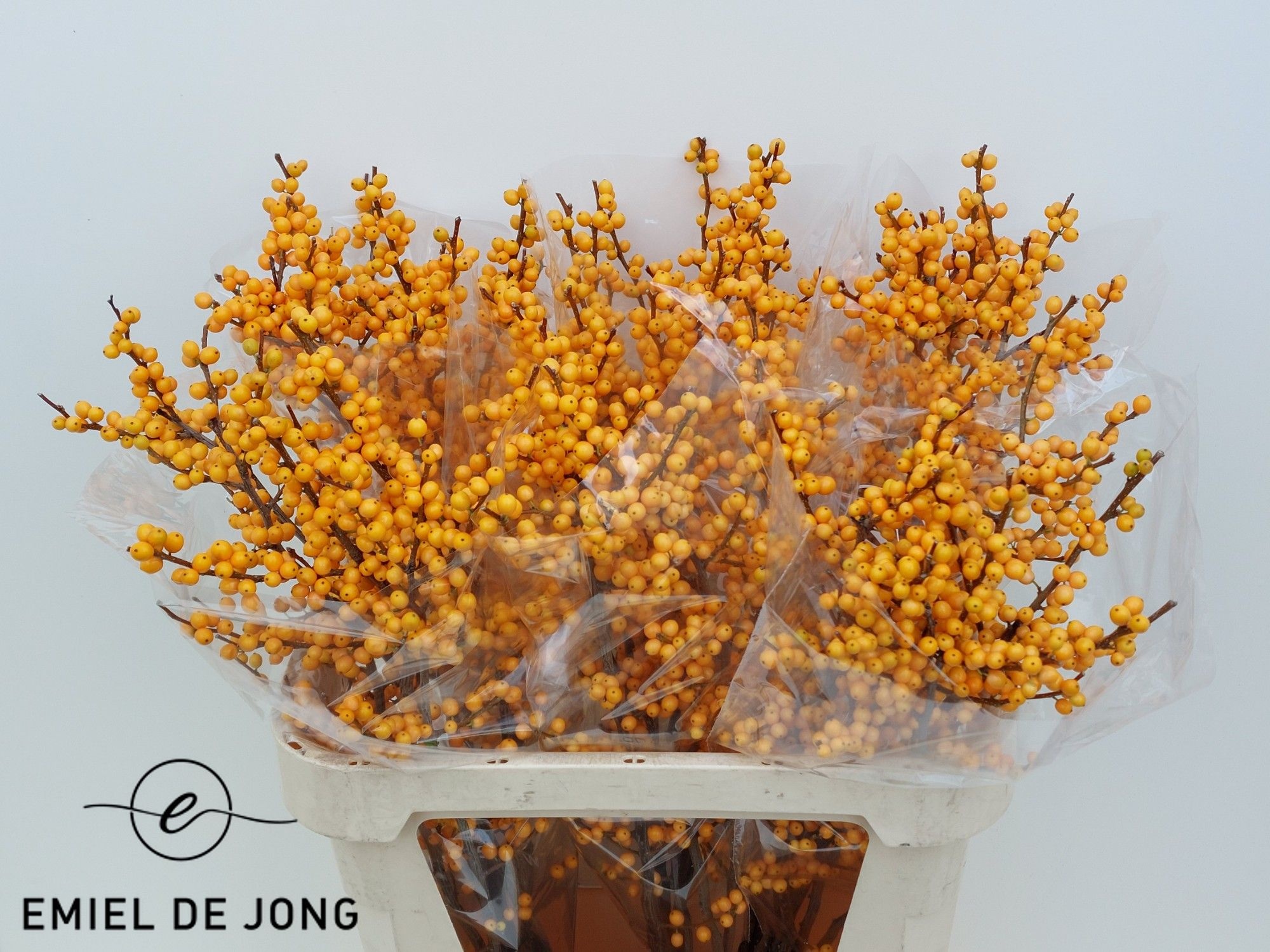 Ilex Golden Verboom 80cm