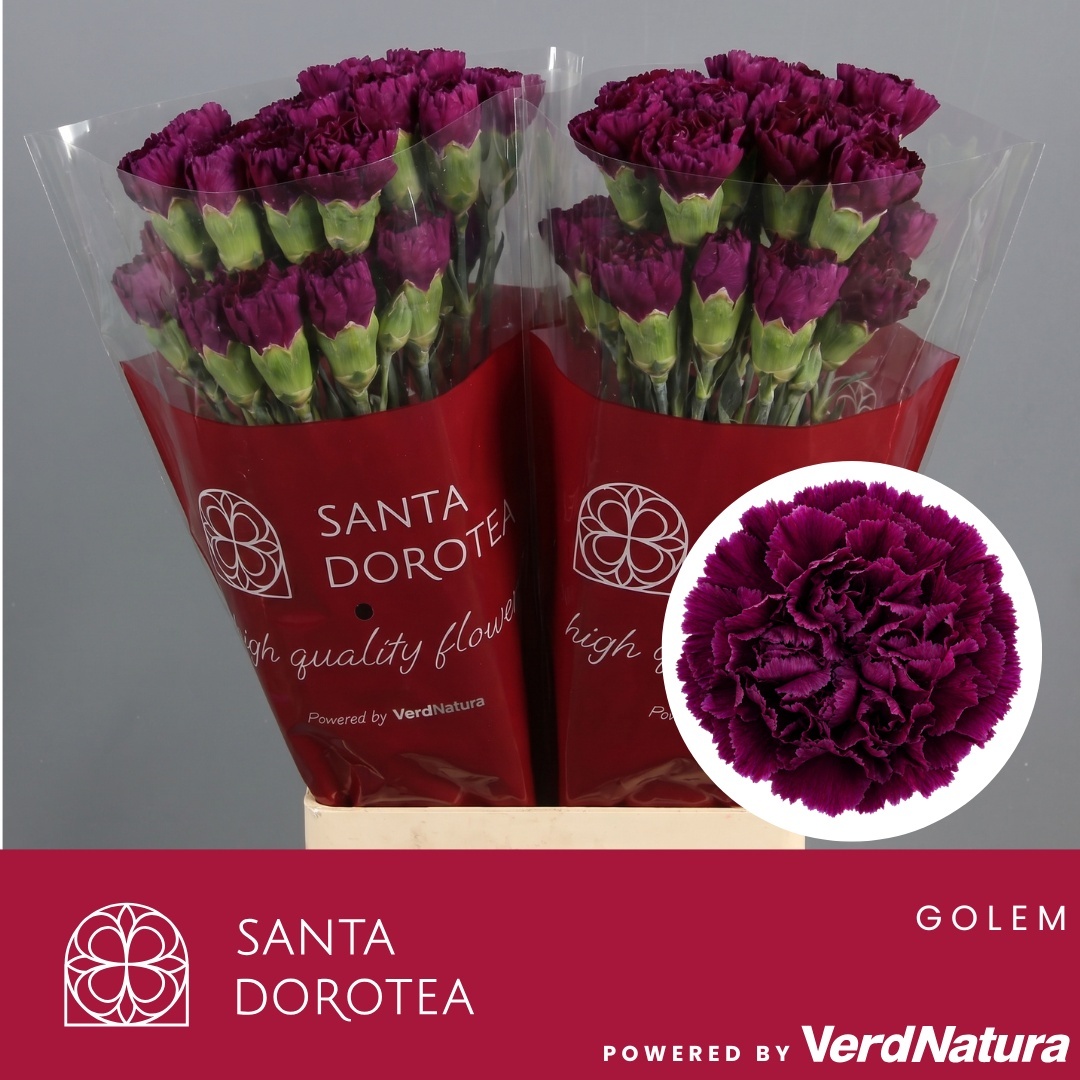 Dianthus St Golem 60cm