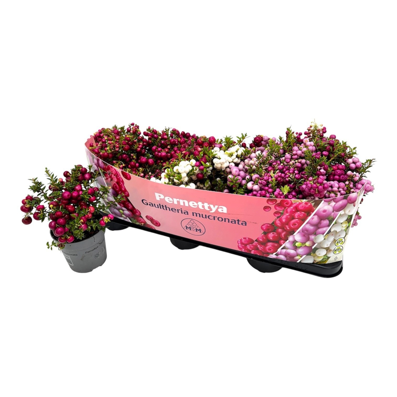 Gaulth Mucronata 510P 15H