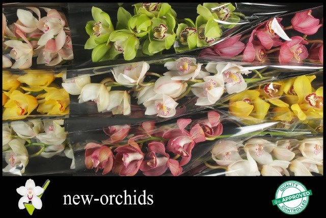 Cymbidium Asst 9bl