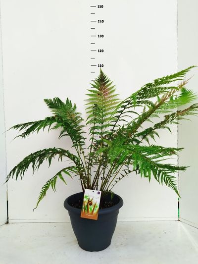 Dicksonia antartica