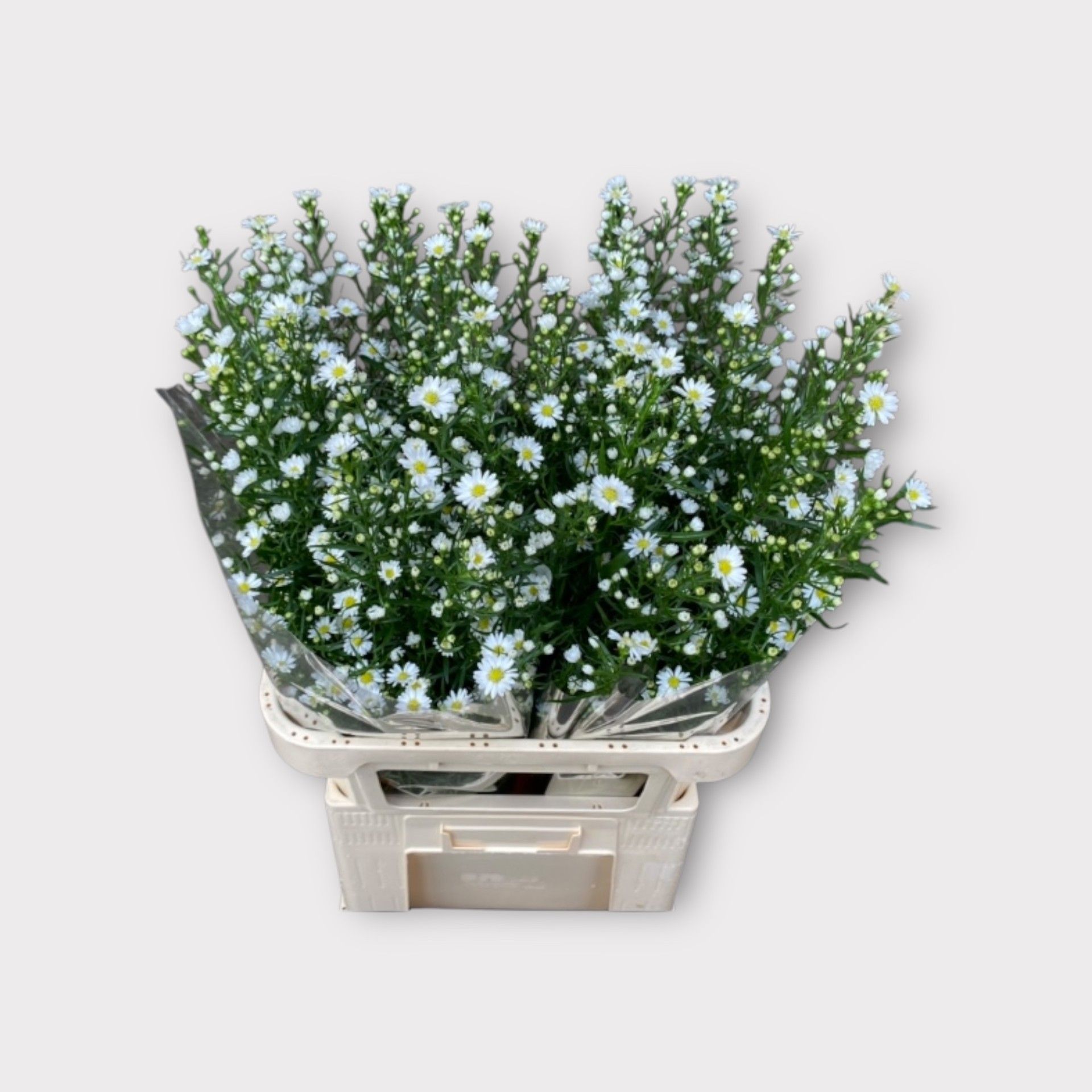 Aster Monte Casino 80cm 25gram