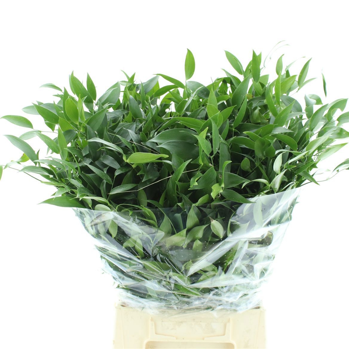 Ruscus Italian 200gram