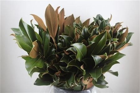 Green 70cm 400gram