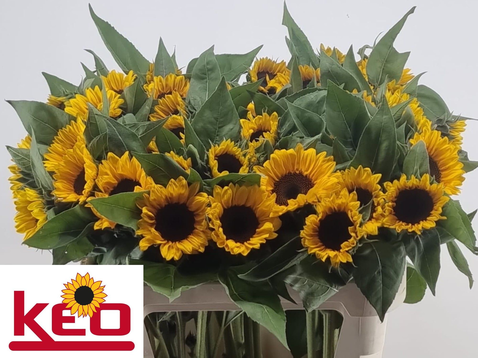 Helianthus Sunrich Or 80cm