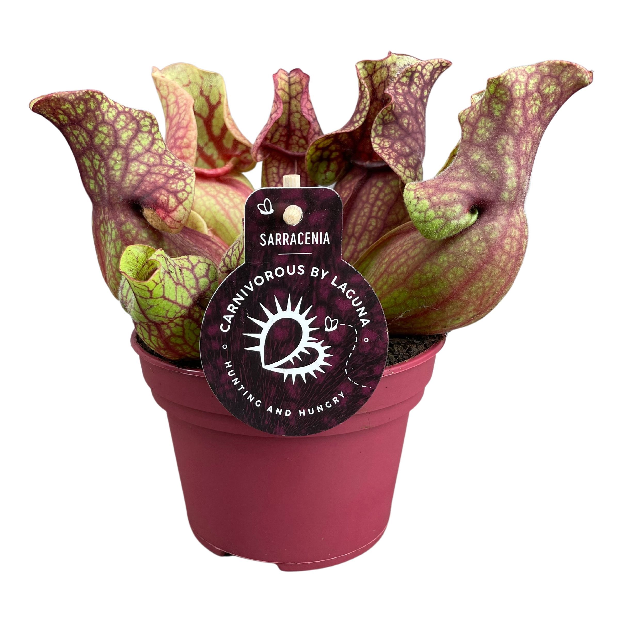 Sarracenia Ov 12P 20H