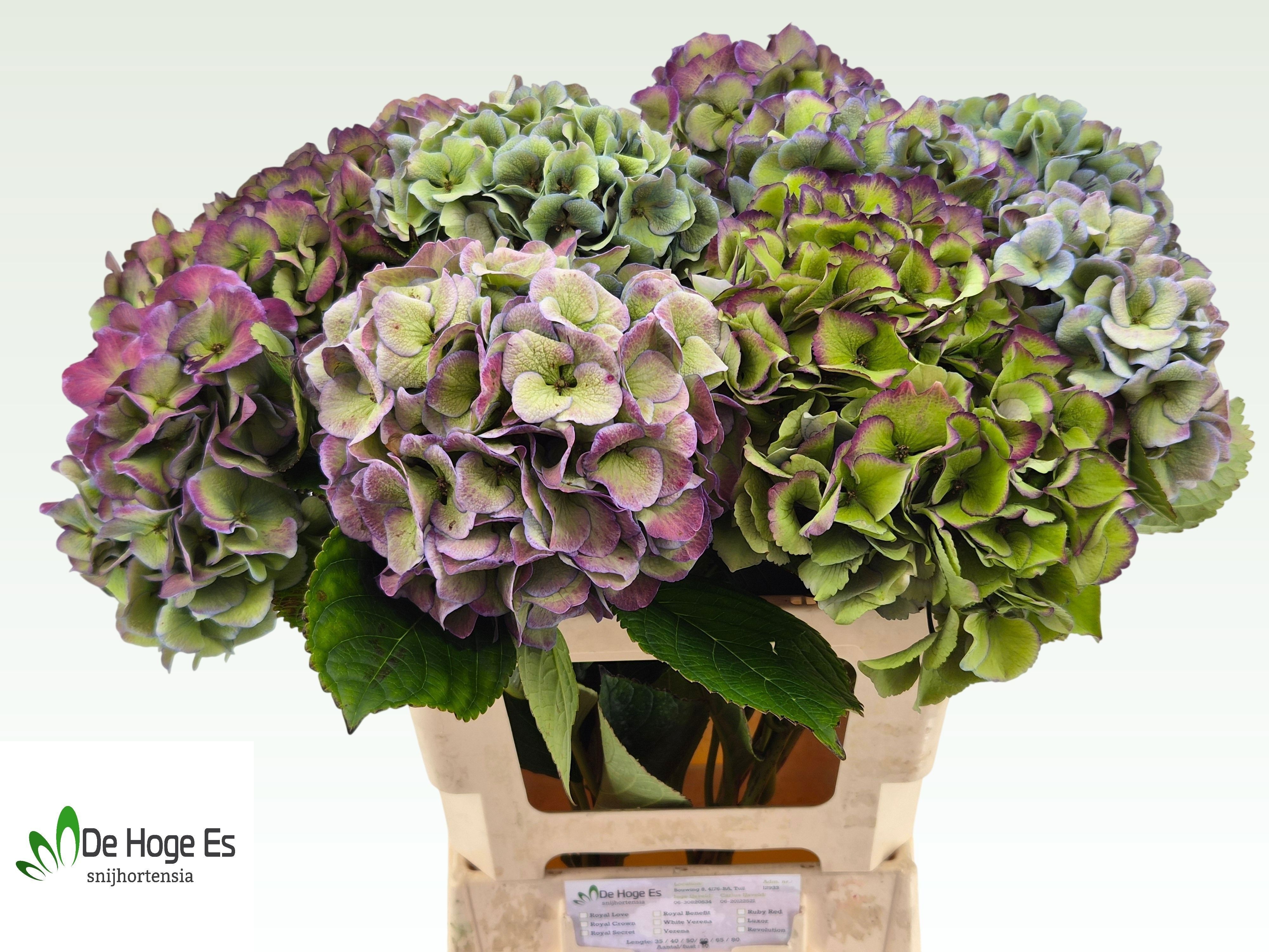Hydrangea Royal Love Classic 60cm 20Ø