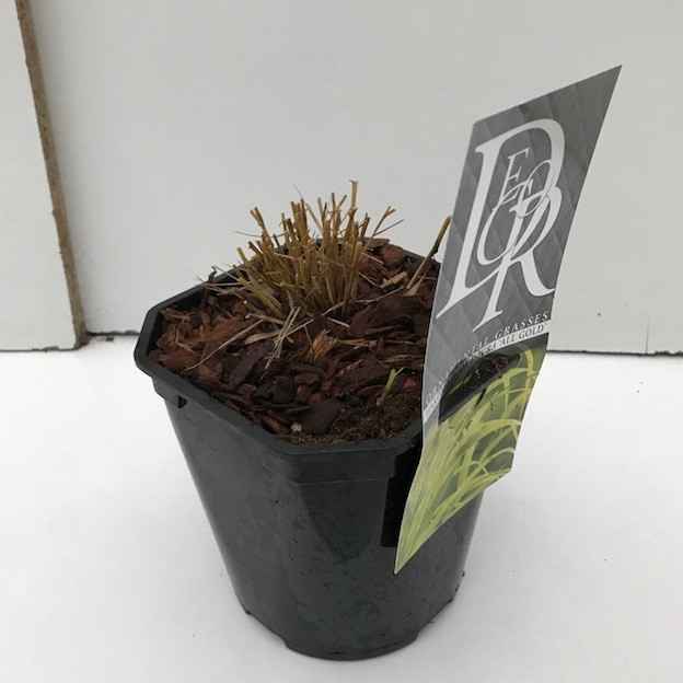 Picture of Hakonechloa macra Allgold P17 (2 Ltr) Square