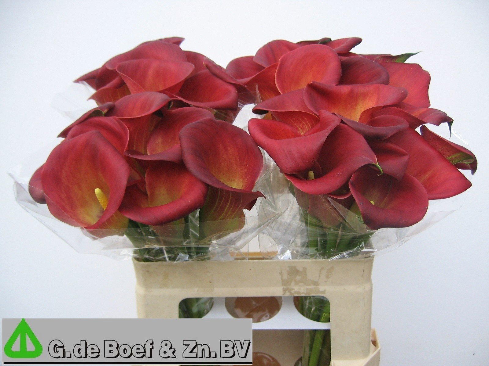 Zant Captain Morgan 55cm