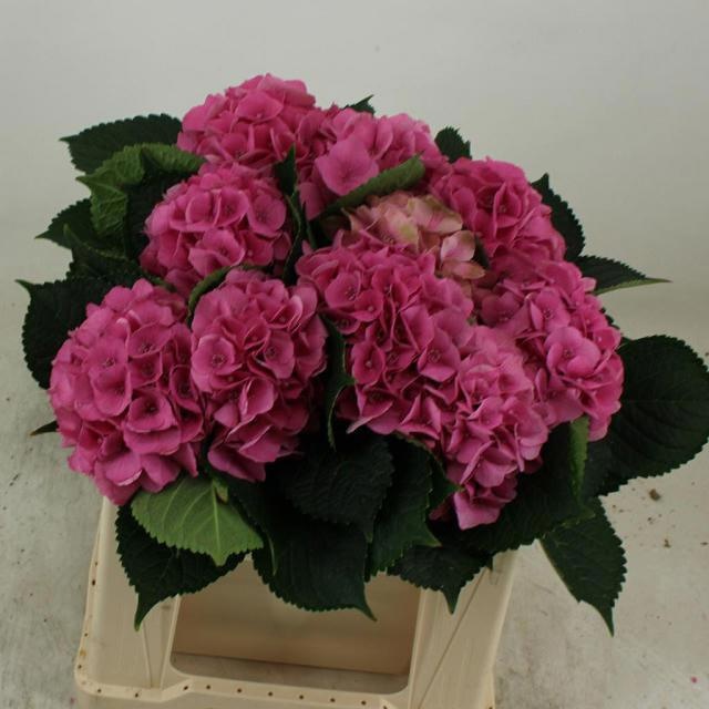 Hydrangea Royal Palace 40cm 14Ø
