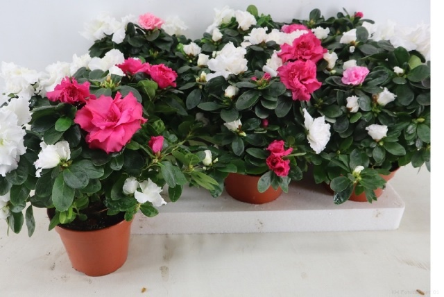 Rhodo Overig 14Ø 32cm