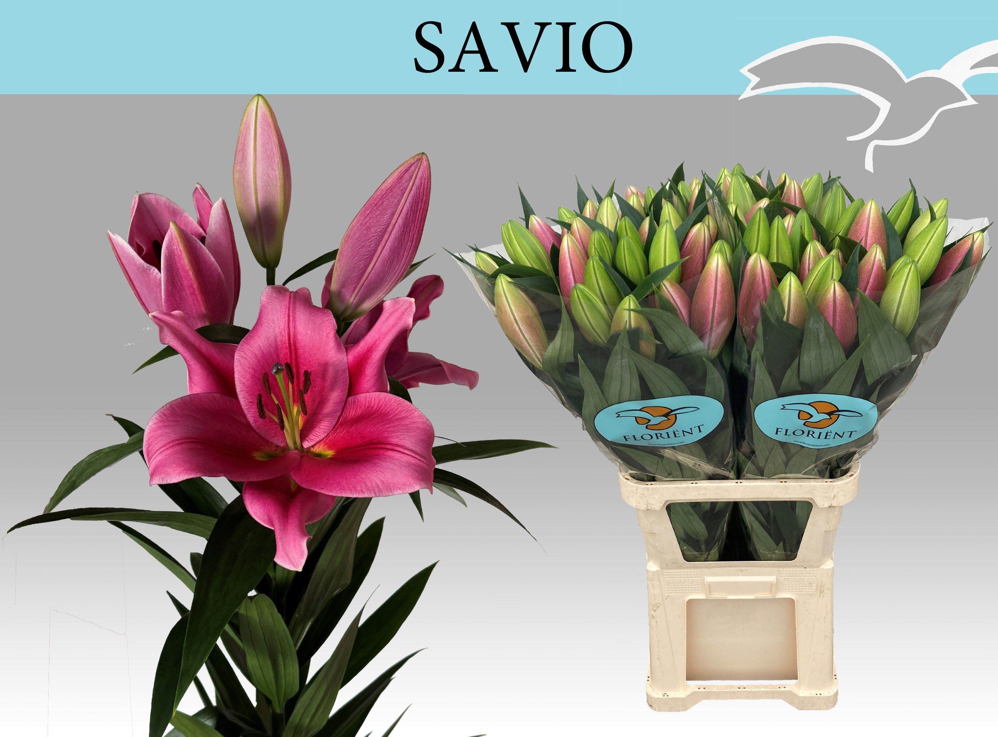 Li Ot Savio 110cm 4/6bl