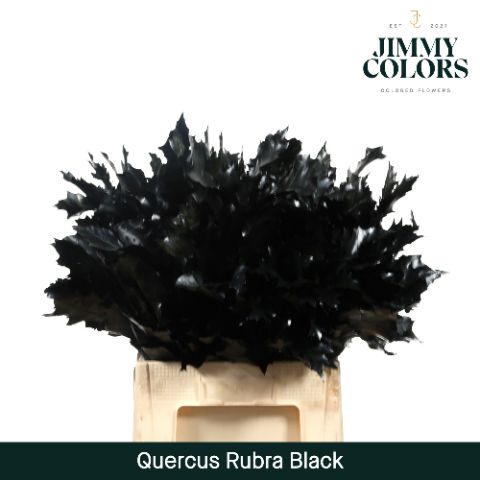 Quercus Rubra L60 Black
