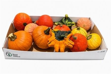 Cucurbita Pepo