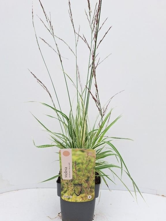 Molinia arundinacea 'Mostenveld'