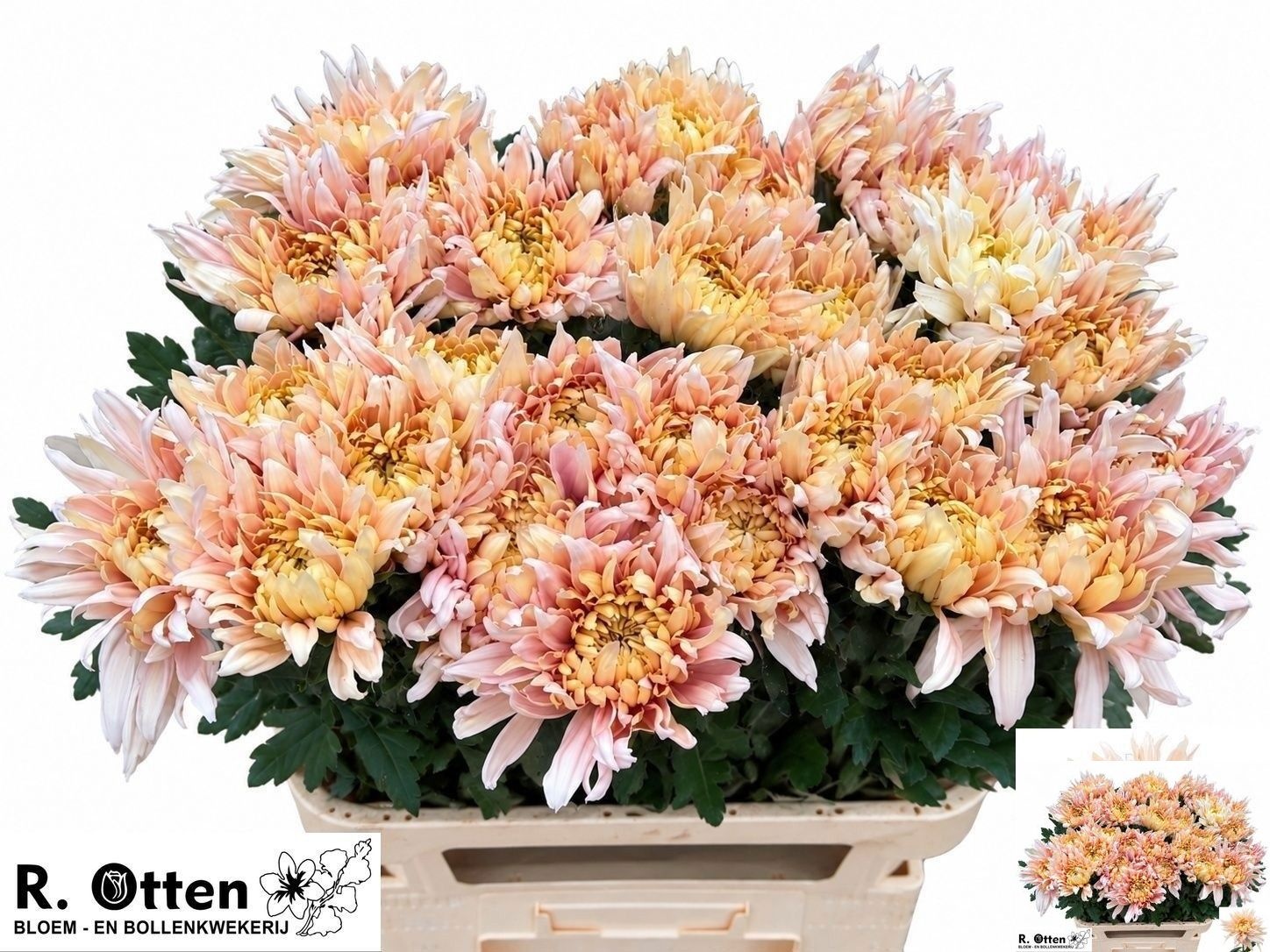 Chrysanthemum Deco Avignon Champagne 80cm 110gram