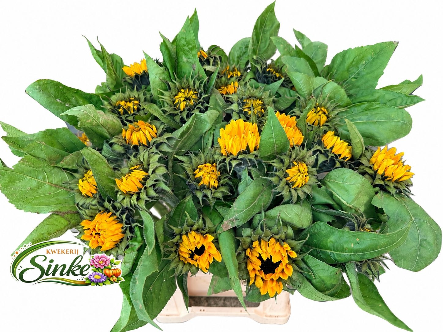 Helianthus Sunrich Or 50cm