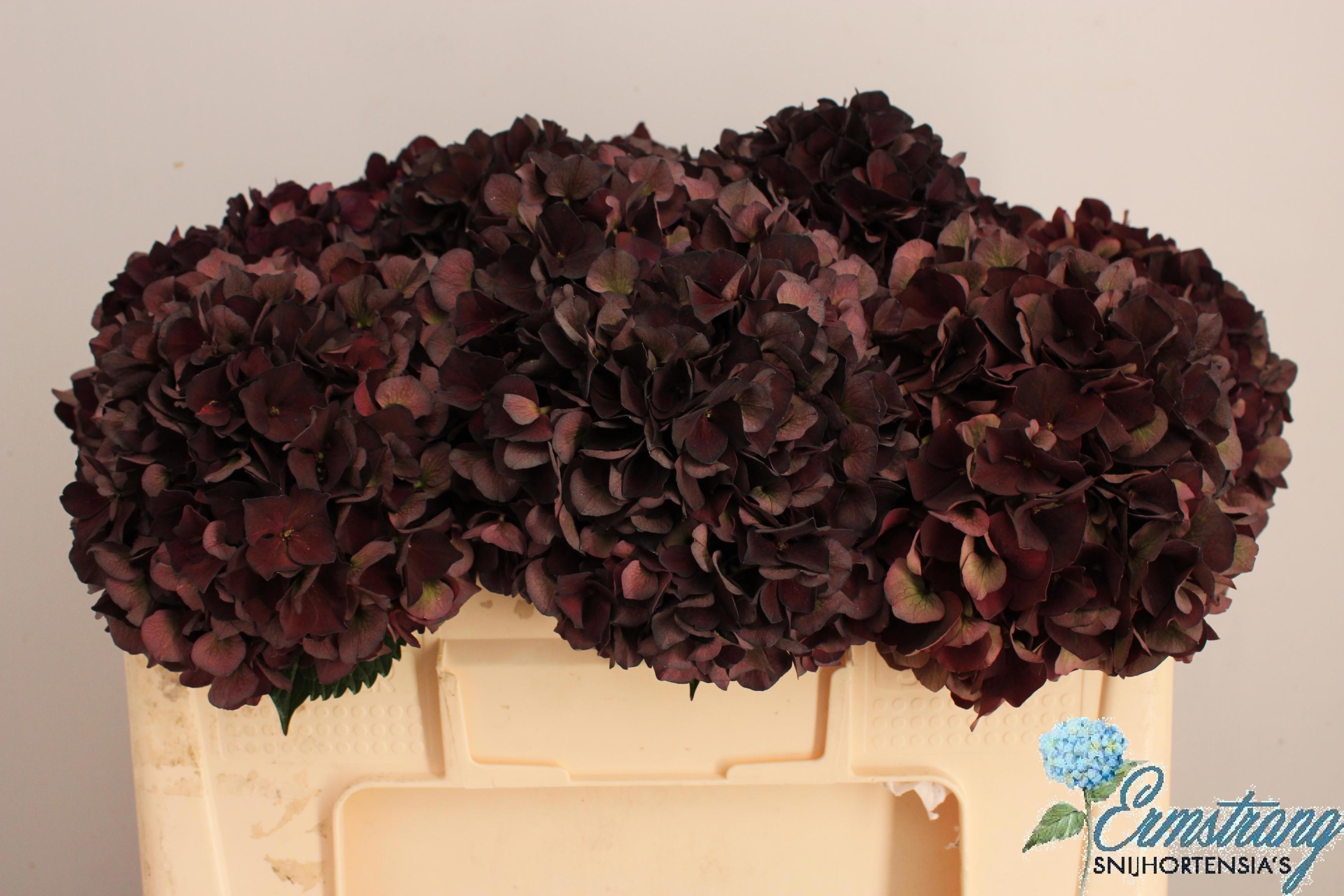 Hydrangea Dark Ruby Classic 50cm 16Ø