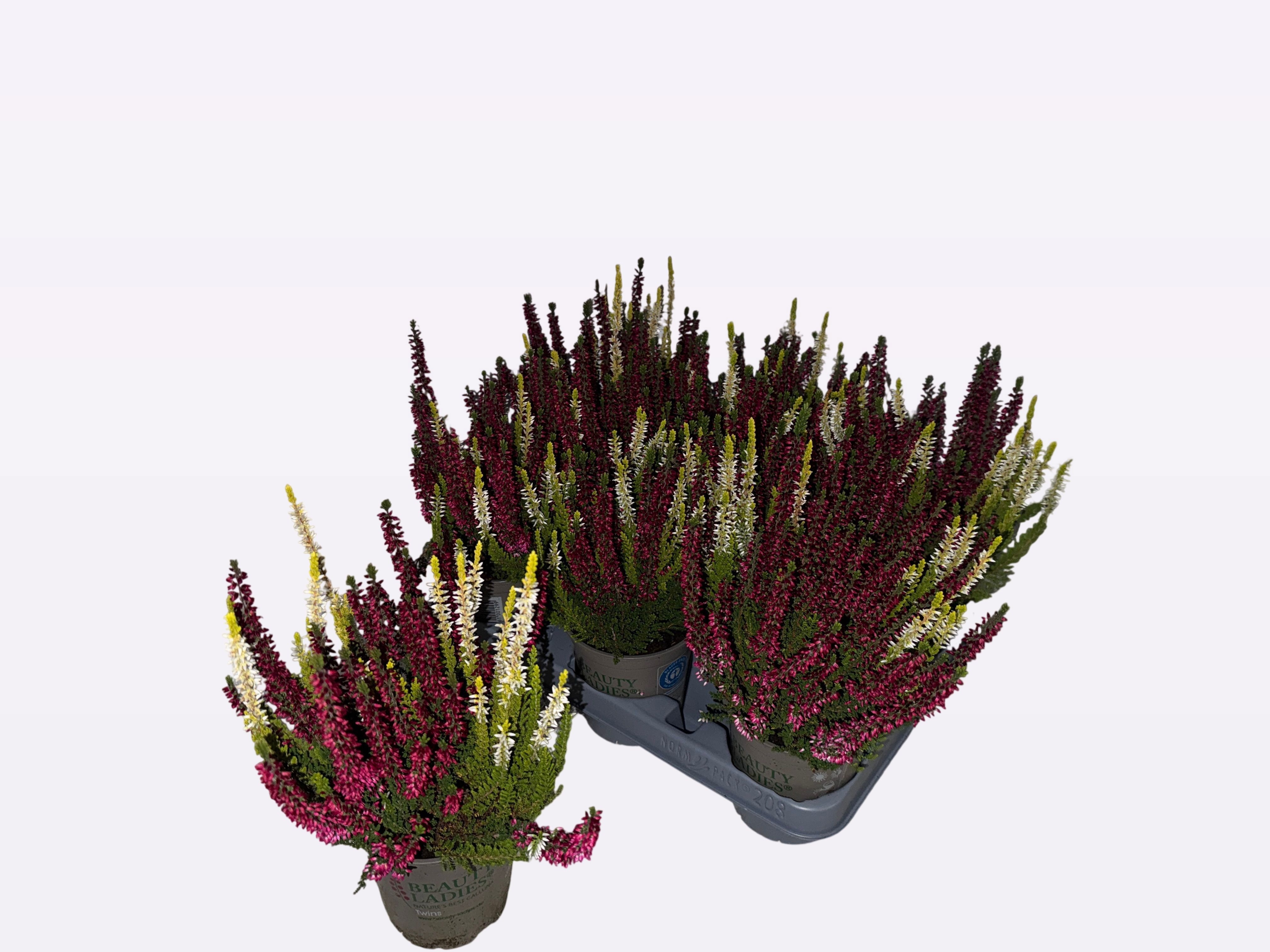 Callu Bl Gem Pot 2KL 12Ø 30cm