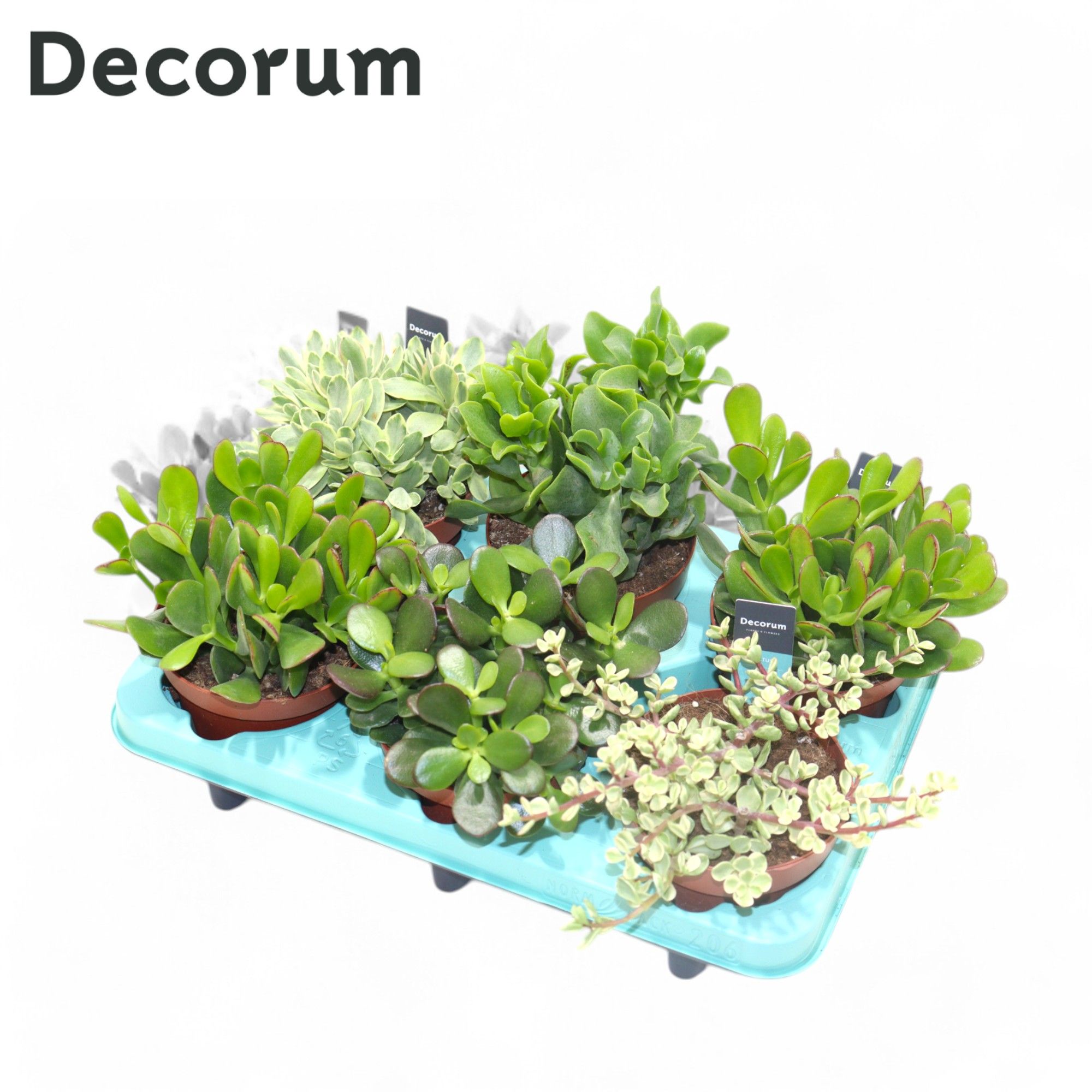 Picture of Crassula Mix (Decorum) P12 20CM