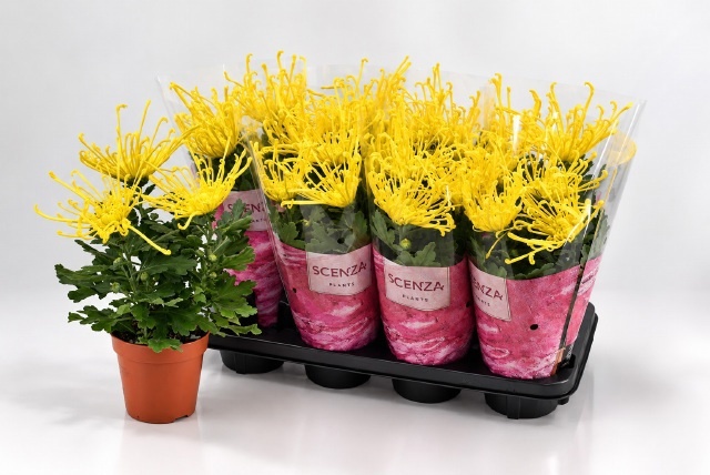 Chrys Firewo Yellow 13Ø 35cm