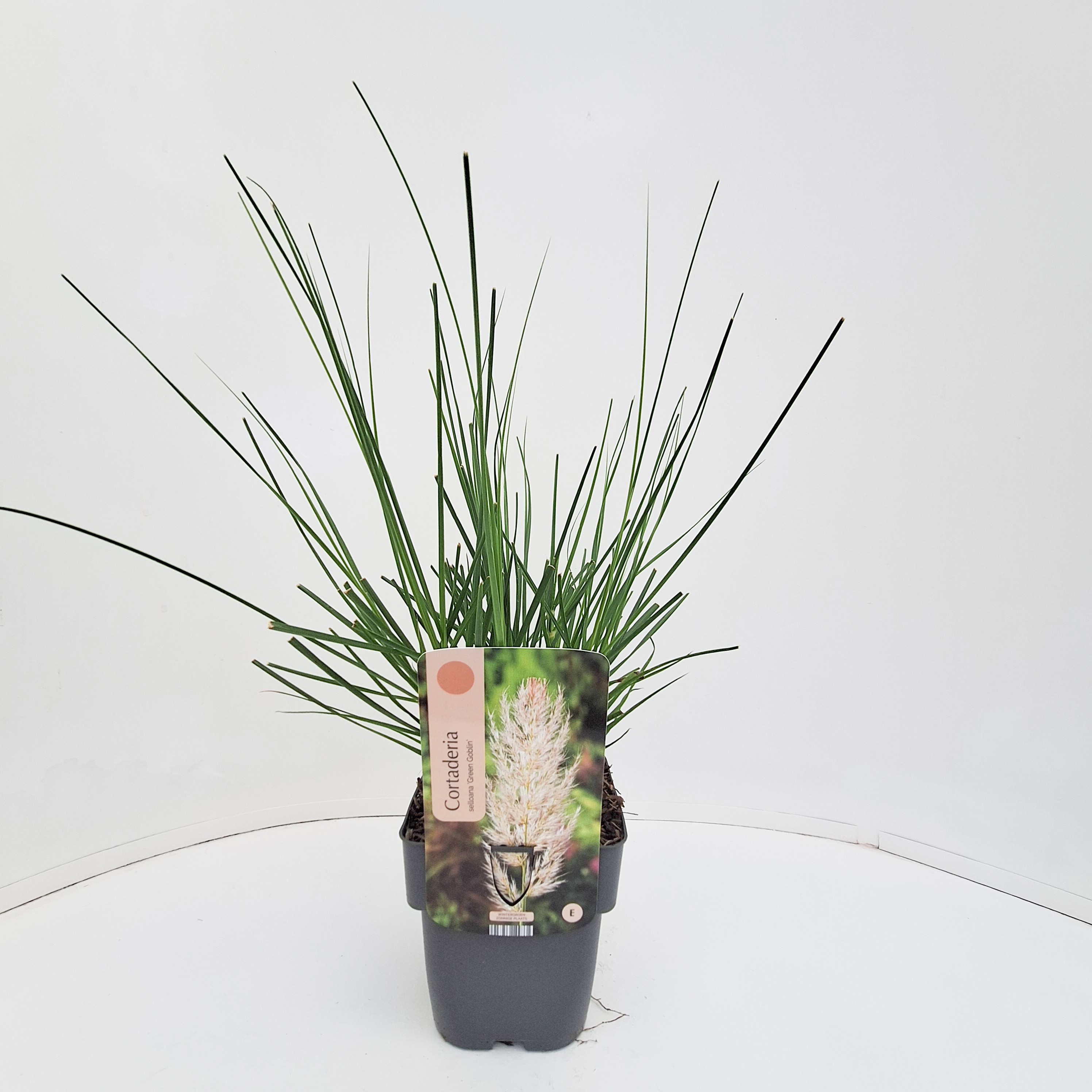 Cortaderia selloana 'Green Goblin'